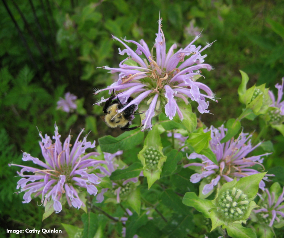 native plant garden
