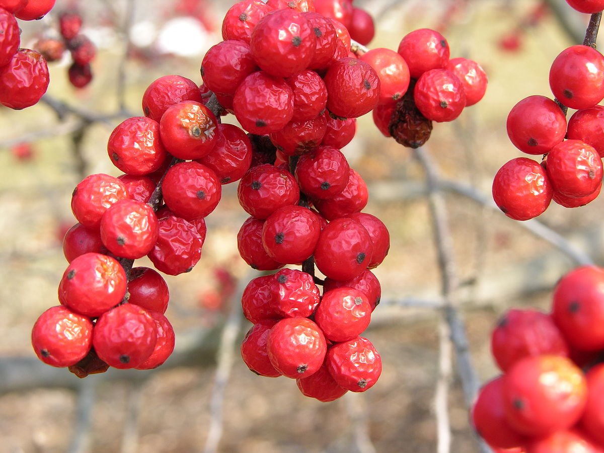 WinterBerry From St. Williams Nursery