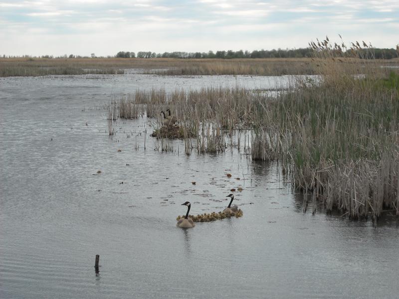 Long Point Provincial Park - Jen van Overbeeke