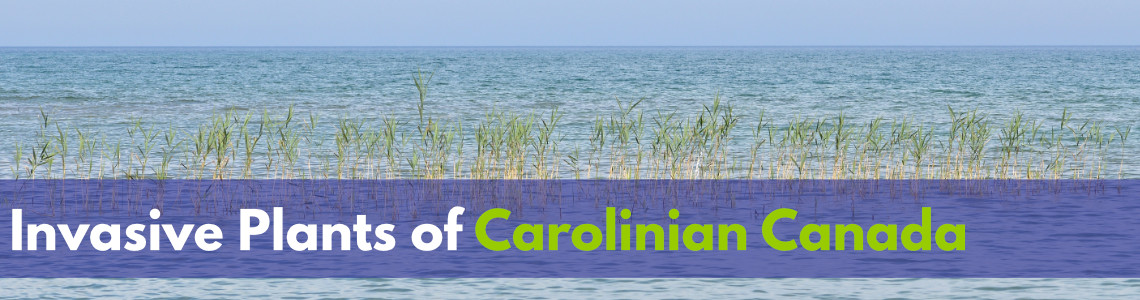 Invasive Plants of Carolinian Canada
