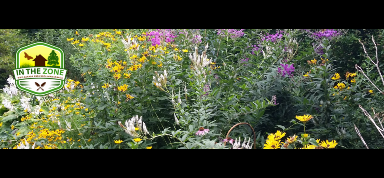 Native plant garden