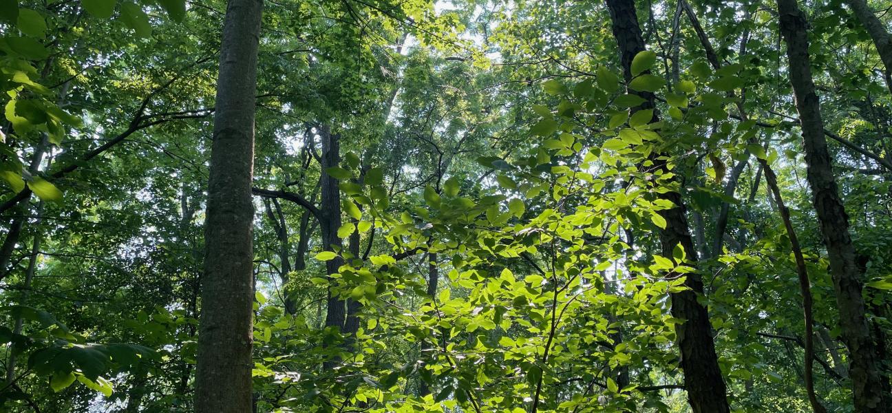 Carolinian Forest