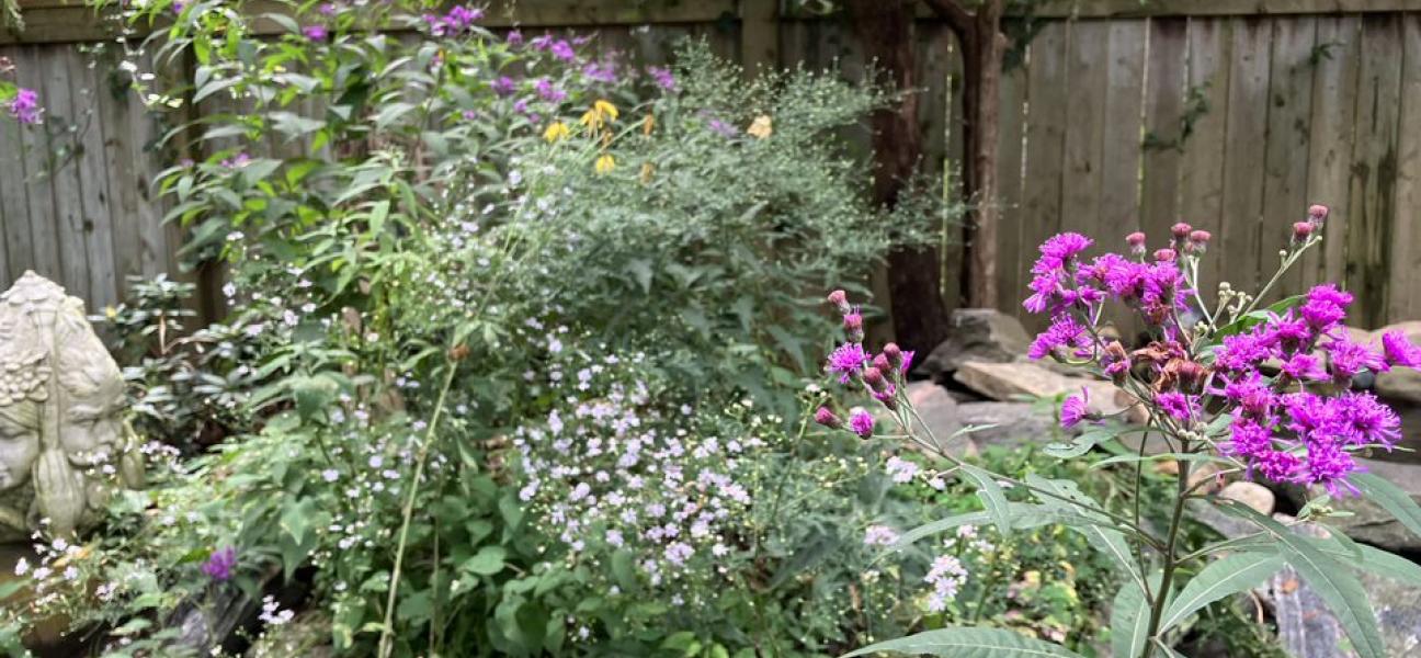 Photo of a native plant garden.