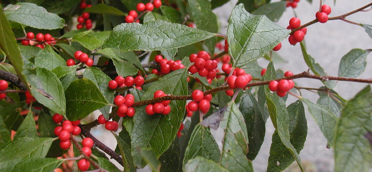 Image of Winterberry Holly